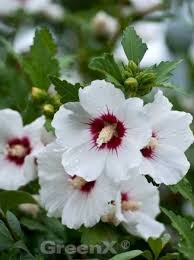Der anbau von hibiskus ist eine einfache möglichkeit, ihrem garten ein tropisches flair zu verleihen. Hibiscus Syriacus Helene Garten Eibisch Helene Strauch Eibisch Helene Gunstig Kaufen