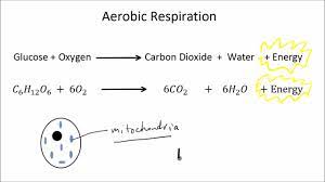 Aerobic And Anaerobic Respiration Part 1 Of 2 Gcse Science Biology Get To Know Science Youtube