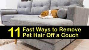 There is plenty of information available on how to prevent shedding from cats and dogs. 11 Fast Ways To Remove Pet Hair Off A Couch