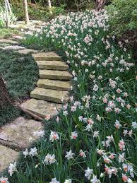 Inspiring Garden Design A Daffodil Landscape In Dallas Garden Design Daffodils Daffodil Gardening