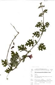 Image result for Dicerocaryum eriocarpum