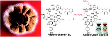 Image result for Caspofungin