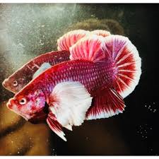 Sinamahan ko si mang rick na bumili ng live fish foods sa cartimar, bumili ako ng dumbo ear betta fish pati sya na pabili din. Betta Dumbo Lavender Lia Thia Tai To Trá»'ng Fish Gia Thang 2 2021