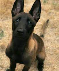 Thüringen vor 2 wochen vor 2 wochen. Malinois Welpen Haustiere Kaufen Und Verkaufen Der Online Tiermarkt Ebay Kleinanzeigen