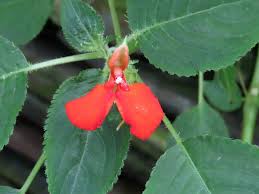 Image result for Impatiens stuhlmannii