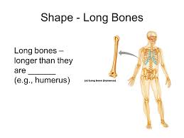 Cancellous bones, compact bone, cortical bone, diaphyses, haversian canal, lamella, marrow cavity, osseous tissue, osteons, spongy bone spongy bones are less dense and lighter than compact bones. Chap 6 Bones Skeletal Tissue Learning Objectives 1 Compare Contrast The Structure Of The 4 Bone Classes And Provide Examples Of Each Class 2 Explain Ppt Download