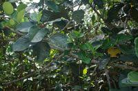 Image result for Ficus trichopoda