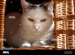 Little white lie hi-res stock photography and images