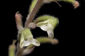 Image result for Zeuxine elongata