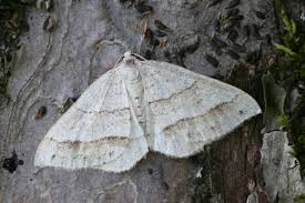 Image result for Mesotype parallelolineata