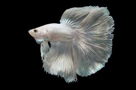 These bettas are completely white. We Suggest Adorable Names For Your Delicate Darling Betta Fish Pet Ponder