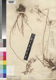 Image result for Pycreus laxespicatus