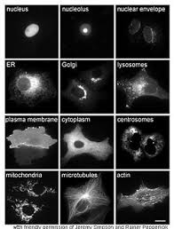 Check spelling or type a new query. Cytoplasm Wikipedia
