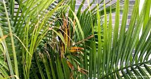 Fertilize potted palms in a slightly different manner than plants in the ground; Why Are My Majesty Palm Leaves Turning Brown