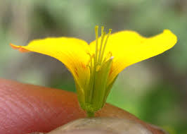 Image result for Oxalis oligotricha