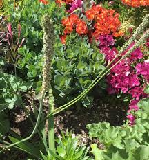 Image result for Tulbaghia acutiloba