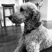 (of the body) with little flesh on the…. Standard Poodle One Young Family S Experience With The Best Breed