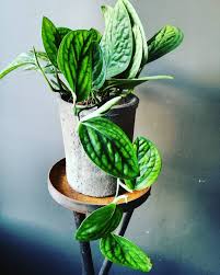 Monstera Karstenianum Plants Indoor Plants Pretty Plants