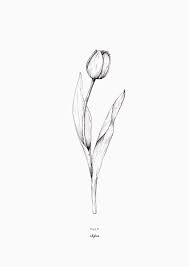 Tulip Tattoo Black And White Google Search Tulip Tattoo Flower Tattoos Tattoos