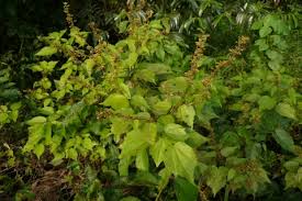 Image result for Triumfetta trichocarpa