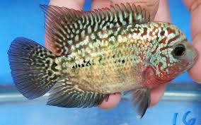 Pin On Chiclids