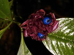 Image result for Psychotria palustris