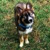 German Shepherd Collie Mix Puppy