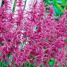 Die pflanze macht sich gut in teemischungen. Bolero Zufa Cicegi Fidesi Agastache Aurantiaca 10 28 Tl