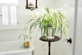 Los baños modernos deben brindar confort y funcionalidad, fusionando también una bonita estética. Las Mejores Plantas Para Decorar El Bano Bezzia
