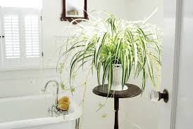 Como los baños suelen tener poca luz, la humedad es alta, a veces son fríos y en otras ocasiones cálidos, es aconsejable elegir aquellas plantas que toleren sin dificultad los cambios de temperatura. Las Mejores Plantas Para Decorar El Bano Bezzia