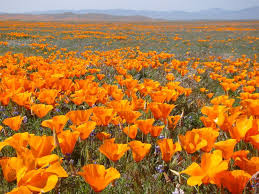 Description:fashion flowers serves the entire lancaster area. Mojave Desert Poppies By Geotripper On Deviantart California Poppy Poppies Antelope Valley Poppy Reserve