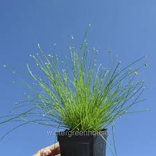Image result for Isolepis