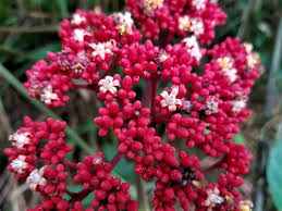 Image result for Leea guineensis