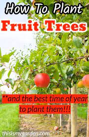 For many people, the best time to plant is in the late summer and early fall, especially for those who are in planting zones 4 to 8. How To Plant Fruit Trees And The Best Time Of Year To Plant Them Fruit Trees Landscaping Apple Peach Dwarf Fruit Trees Fruit Trees Growing Fruit Trees