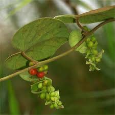 Image result for Cissampelos mucronata