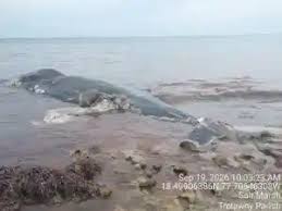 nepa whale removal salt marsh
