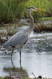 Birds That Start With J Great Blue Heron Art Bird Photography Gray Home Decor Etsy Heron Art Blue Heron Bird Photography