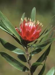 Image result for Protea gaguedi