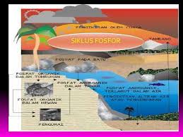 Siklus nitrogen adalah suatu proses perubahan senyawa yang didalamnya mengandung unsur nitrogen dan kemudian berubah menjadi berbagai macam wujud. Makalah Siklus Fosfor Pdf Daur Fosfor Proses Peran Dan Penjelasannya Berita Pertanian Mitalom