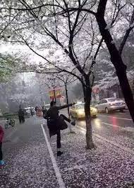 Foto jadi tempat selfie taman bunga keputih surabaya terancam rusak : Demi Selfie Yang Eksentrik Mereka Rela Merusak Keindahan Sakura Semoga Ini Yang Terakhir Kalinya Terjadi