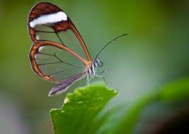 Polish your personal project or design with these butterfly transparent png images, make it even more personalized and more attractive. A Self Healing Glass Inspired By A Butterfly Wing Tech Briefs