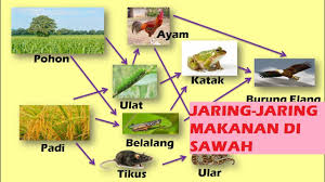 Kedua energi dan nutrisi mengalir melalui jaring makanan, bergerak melalui organisme seperti yang. Jaring Jaring Makanan Di Sawah Youtube