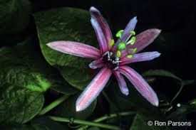 Image result for Passiflora sanguinolenta
