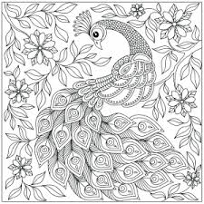 Magnificent peacocks colouring book beautiful birds and perfect plumes. Peacocks Free Printable Coloring Pages For Kids