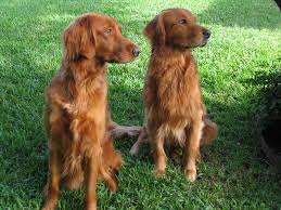 Red Golden Retriever Natural History Page 4
