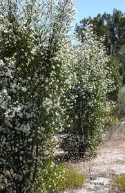 Small white flowers australian garden ground cover garden plants coastal gardens urban garden garden australian native plants garden shrubs grey box™ westringia is a national finalist for the 2015 nursery & garden awards Ricinocarpos Hybrid Pencil Wedding Bush Pbr Pending Garden Hedges Drought Resistant Plants Garden Plants Design