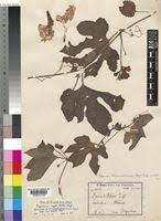 Image result for Peponium vogelii