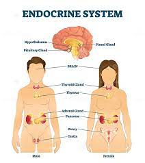 Endocrine System Vector Illustration Vectormine Endocrine System Endocrine System Hormones Endocrine