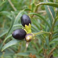 Image result for Cestrum parqui