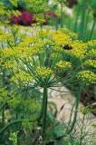 Does dill plants come back every year?